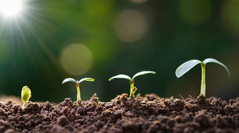 plante croissance NPK