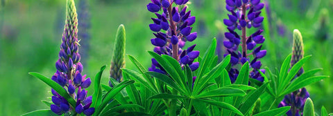 soins du sol en permaculture lupin