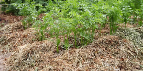 préparation écologique du potager en permaculture