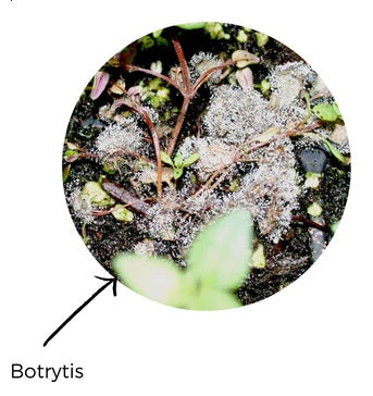 botrytis