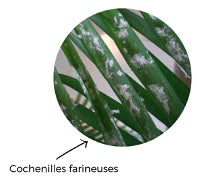 cochenilles farineuses