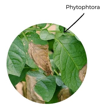 phytophtora