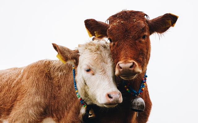 vaches la belle bouse amendement organique