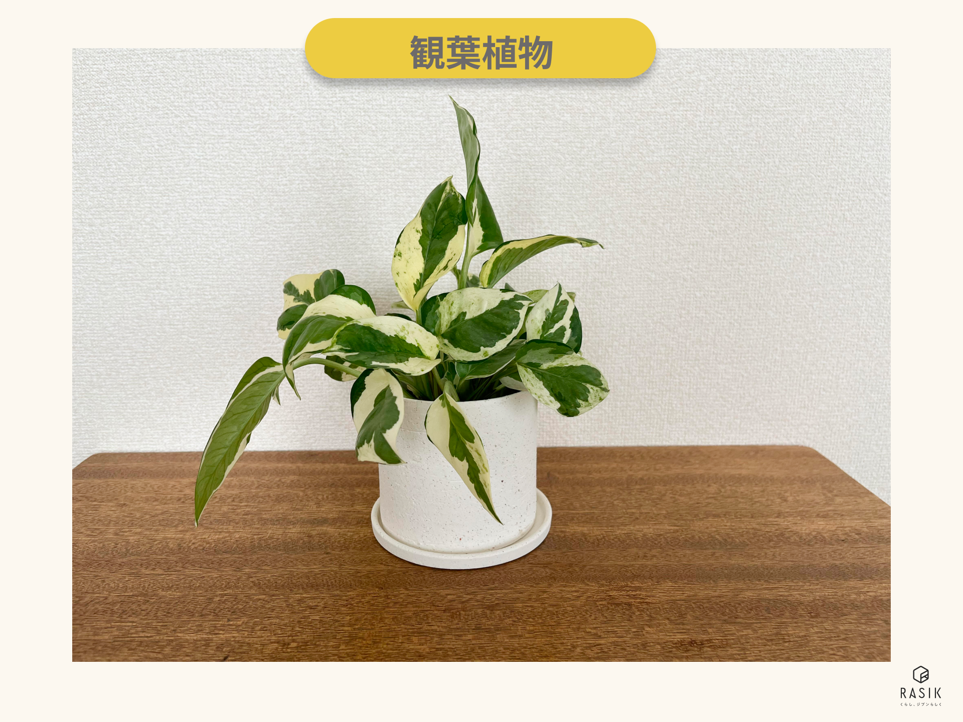 観葉植物