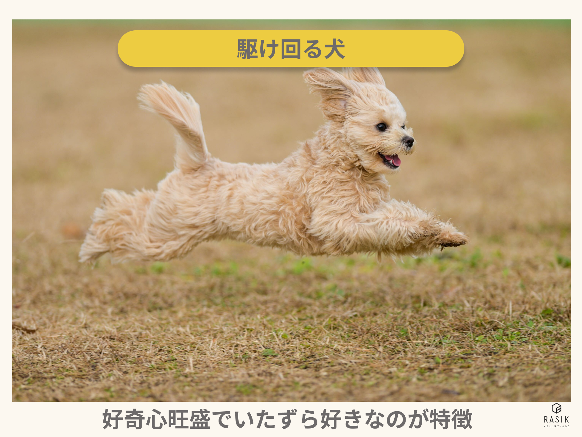 走る犬の画像