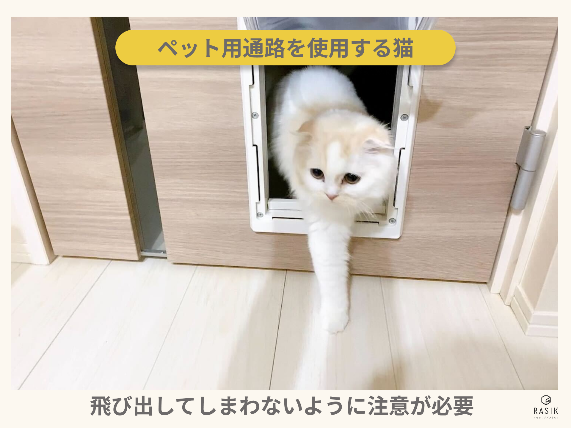 ペット用通路のある部屋で暮らす猫の画像