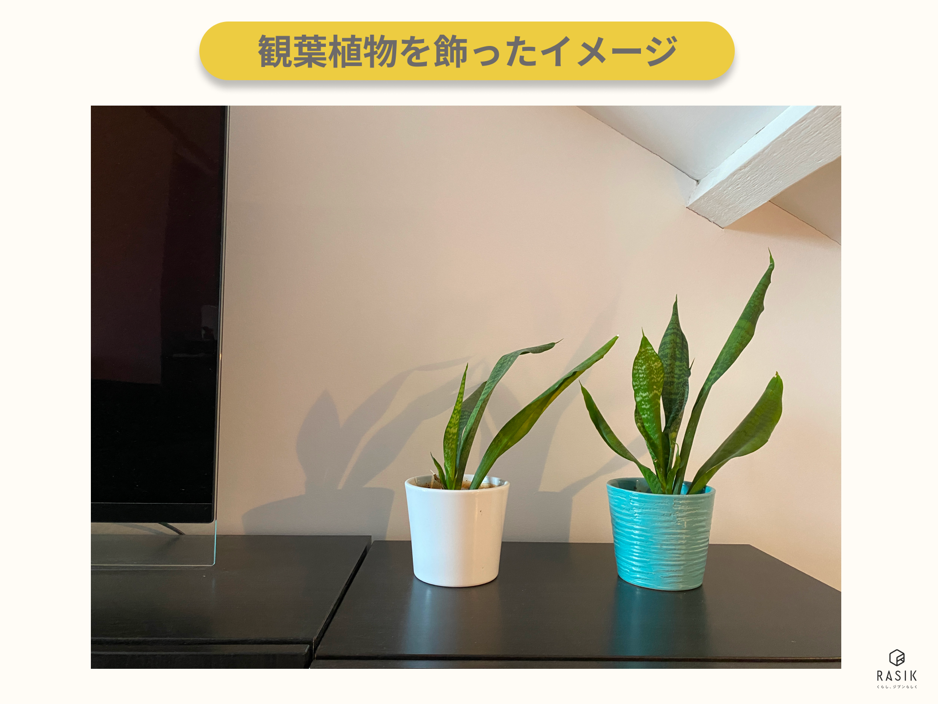 観葉植物を飾った画像