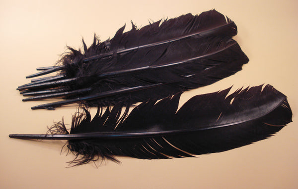 6 Pieces - Natural Barred Wild Turkey Rounds Wing Quill Feathers