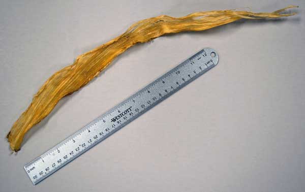 Uses of the Deer: Removing Sinew, Tendons for Cordage, Bowstrings, Wrapping  Arrows, Thread, Backing 