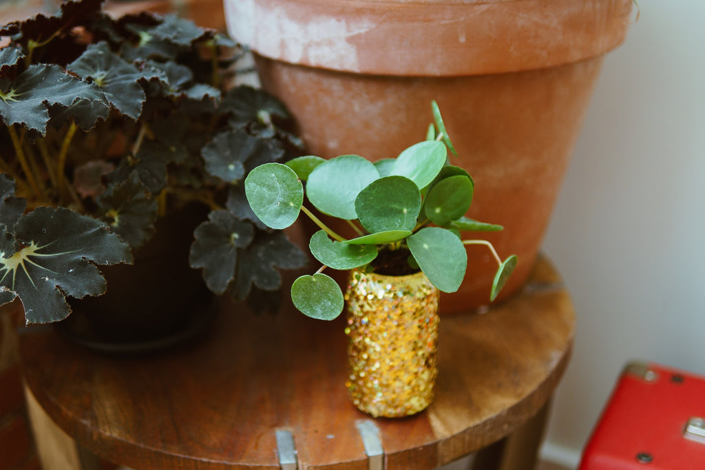 small green money plant in sparkly planter, crafted using soda cans