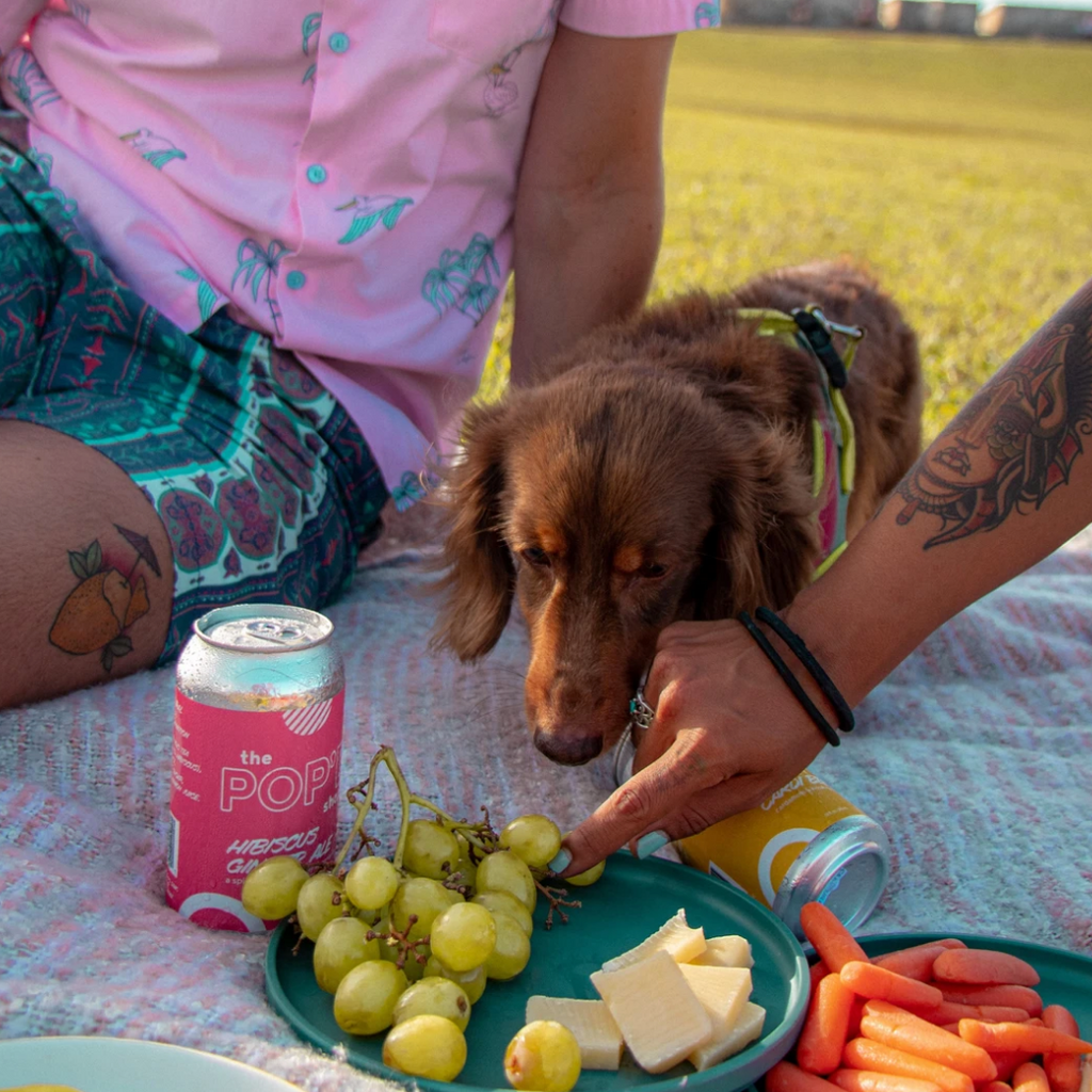 small brown dog on a picnic blanket with soda and fruit