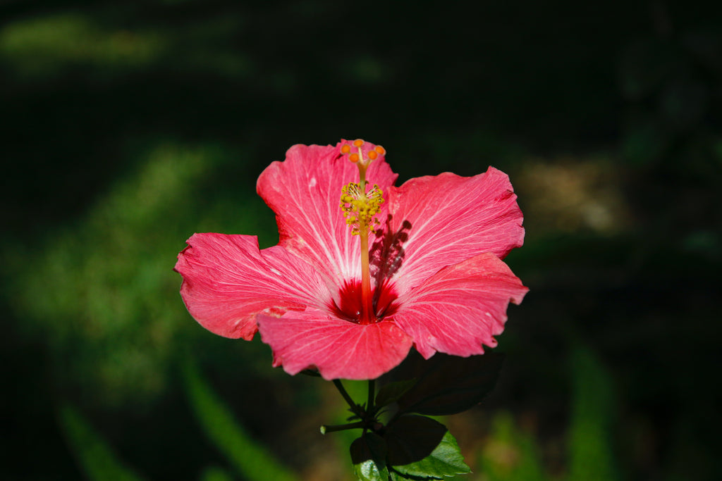pink hibiscus flower surrounded by green leaves