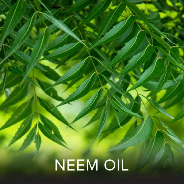 Ingredient Image 6