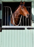 Horse in Stall