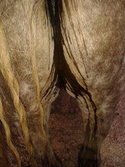 Horse Fecal Water Syndrome