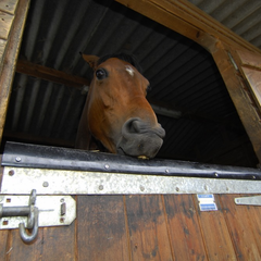 Horse biting stall