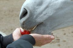 Horse Treat