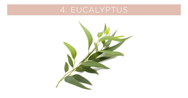 Eucalyptus