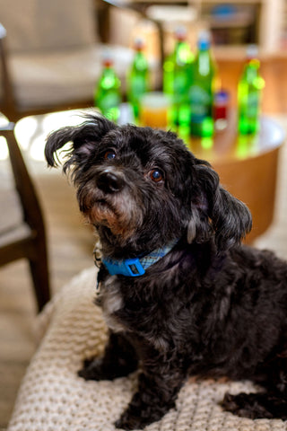 Dog on couch with bottled water