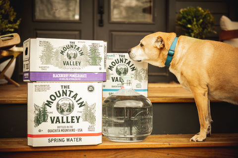 Dog on porch with Mountain Valley water