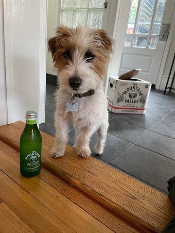 Dog in kitchen with water bottle