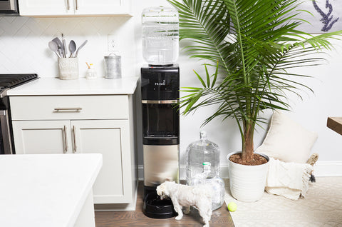 Cat drinking from water dispenser