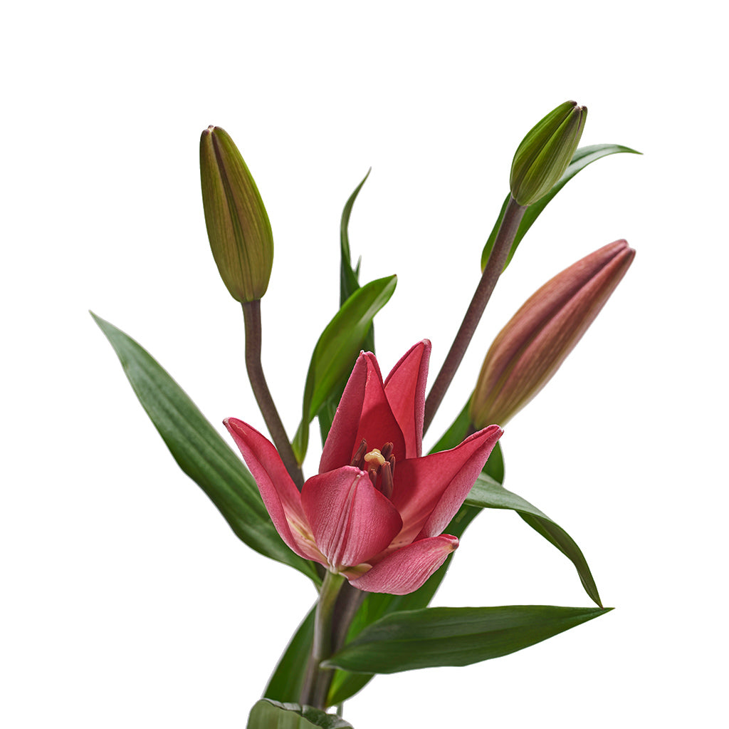 Lilium Asiático Rosado 10 Varas. | Flores de ocoa