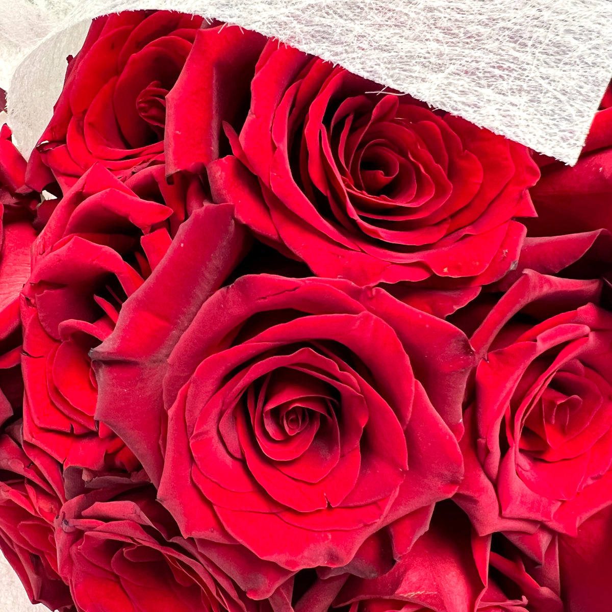 Ramo Gigante 100 Rosas Rojas (R22) | Flores de ocoa
