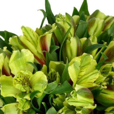 Alstroemeria Verde 10 Varas. | Flores de ocoa