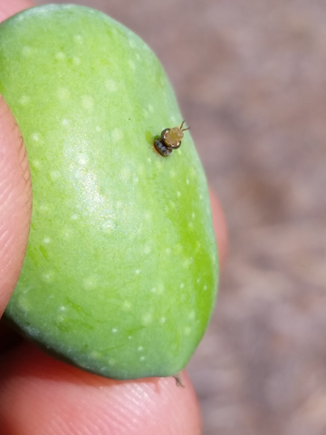 Fruit fly emerging from an olive