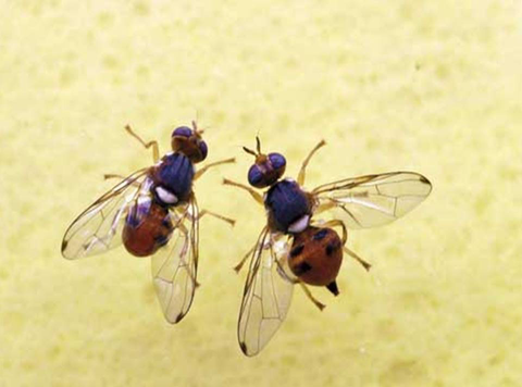 male and female olive fruit fly