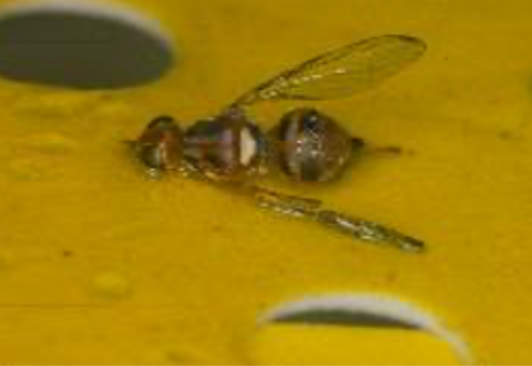 Female olive fruit fly