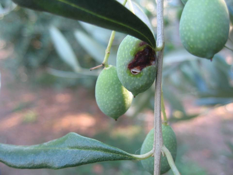 olive fruit fly damage