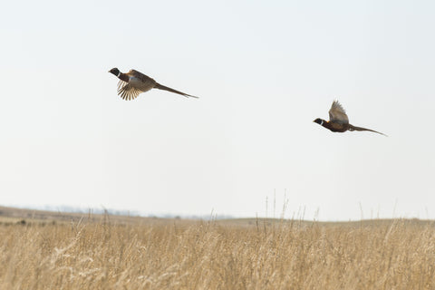 Pheasant Hunting