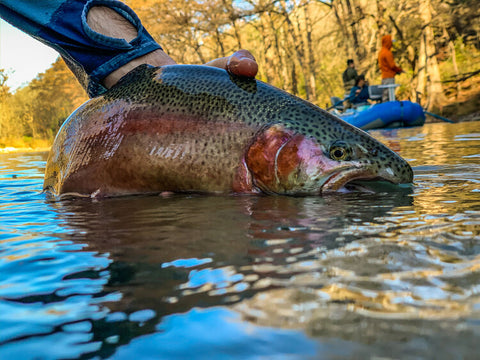 Guadalupe River Rainbow Trout