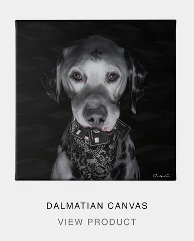 Dalmatian Canvas