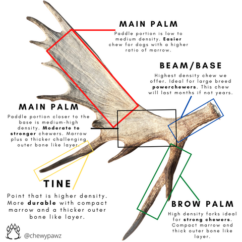 moose antler chew diagram