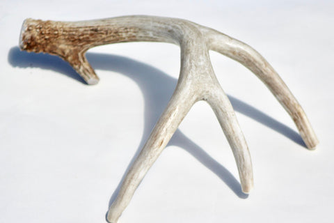 elk vs deer antlers for dogs