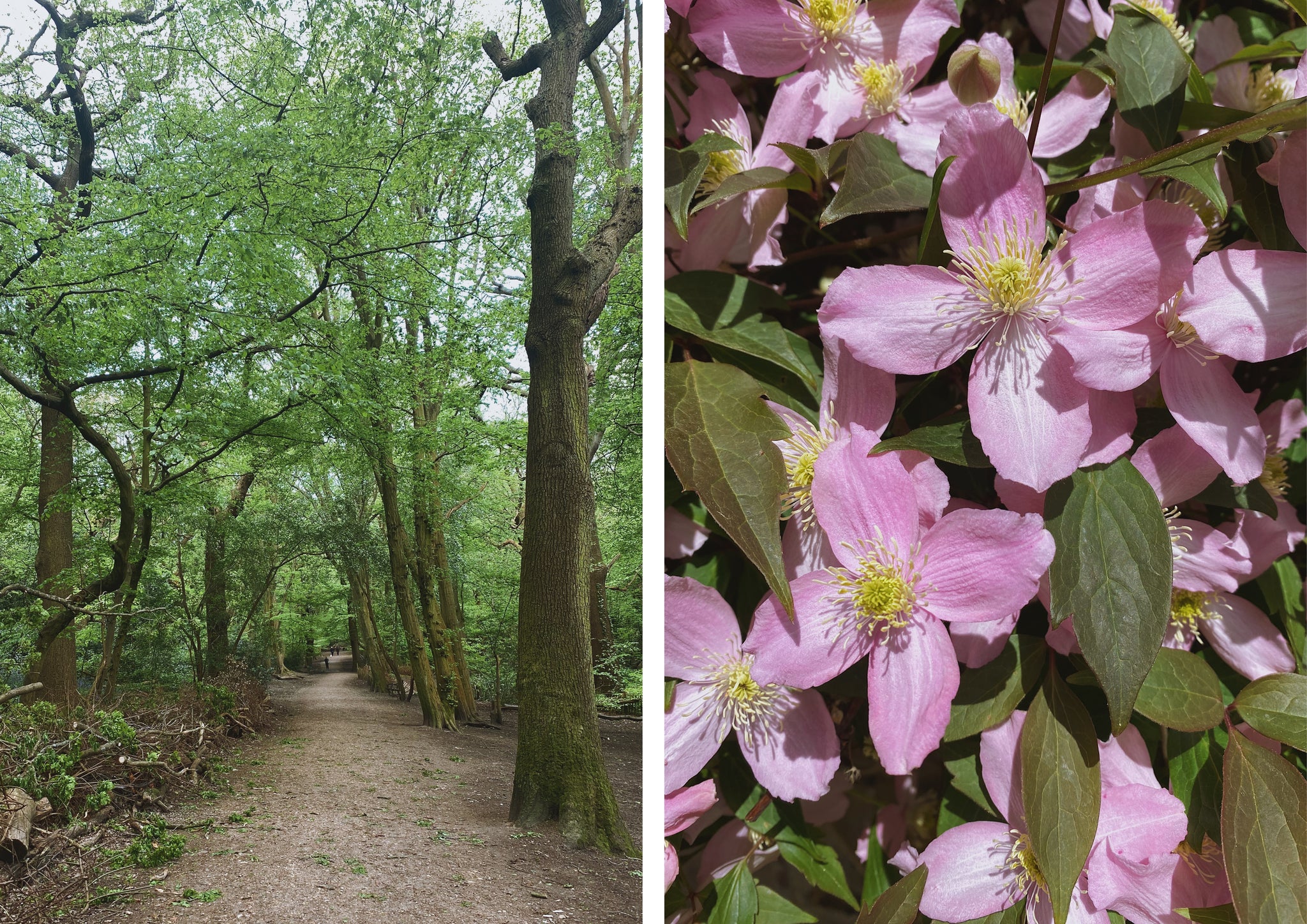 Wood and flowers