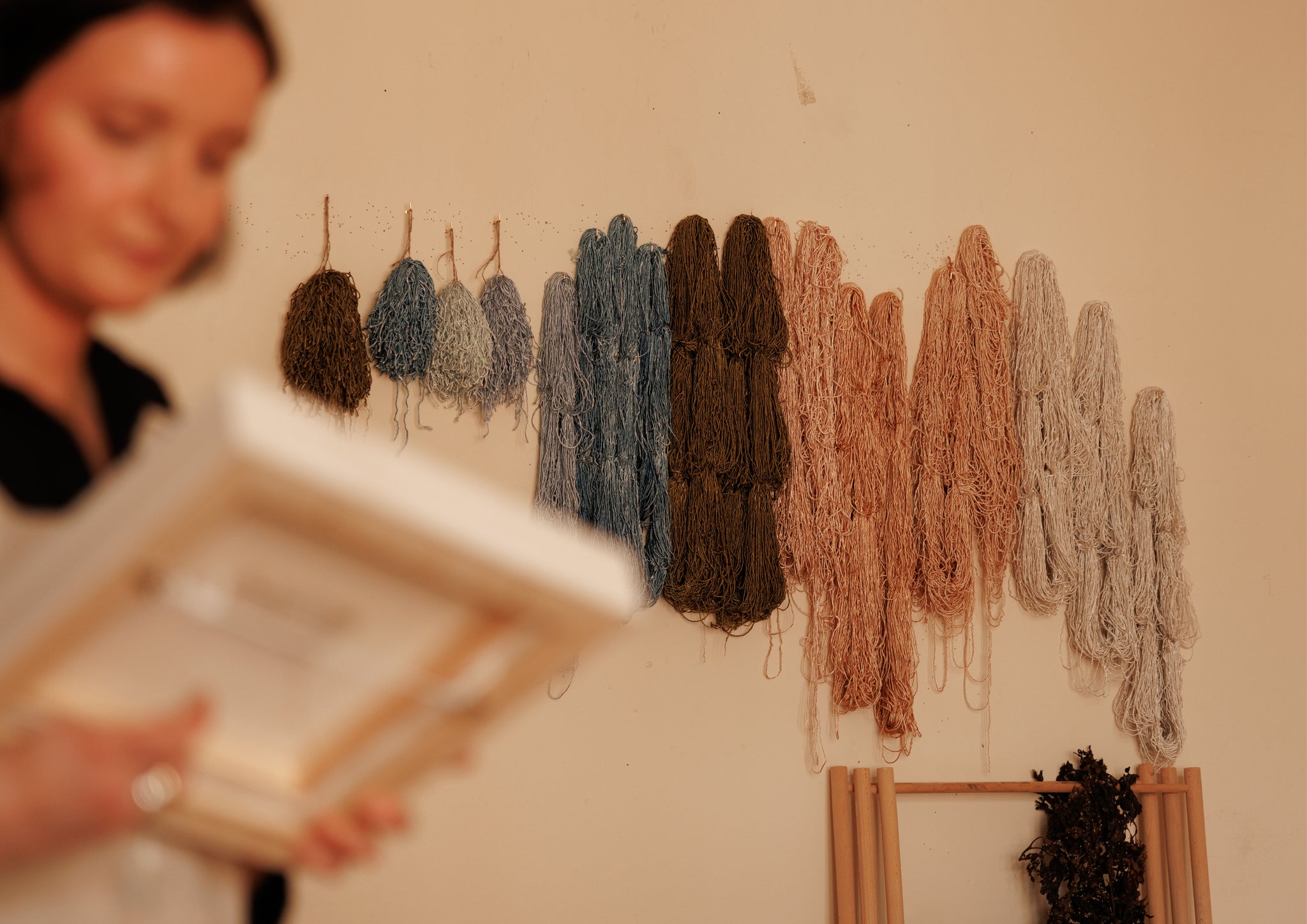 Different colours of seaweed on display