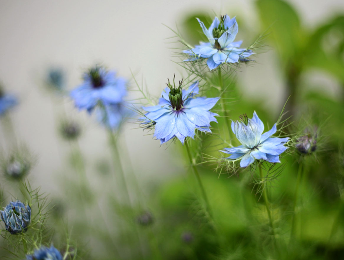 Nigella flowers bloom in writer Matt Collins' garden