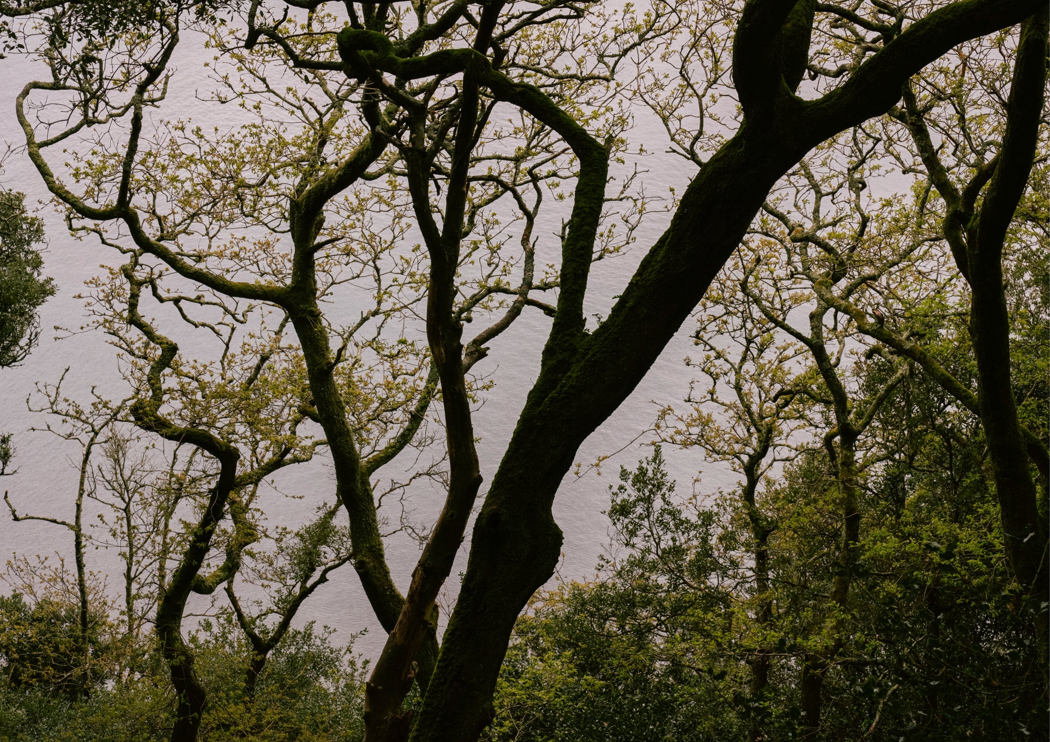 Trees by the sea