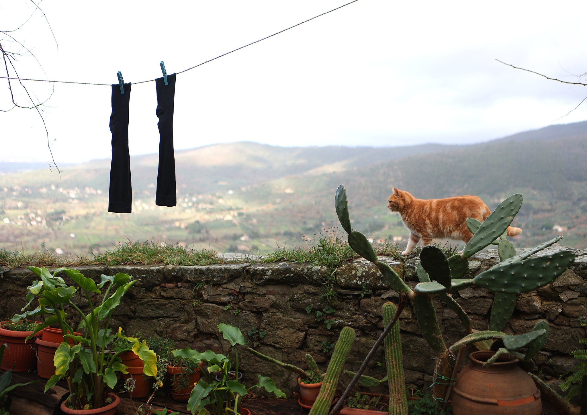 A ginger cat walking along a stone wall