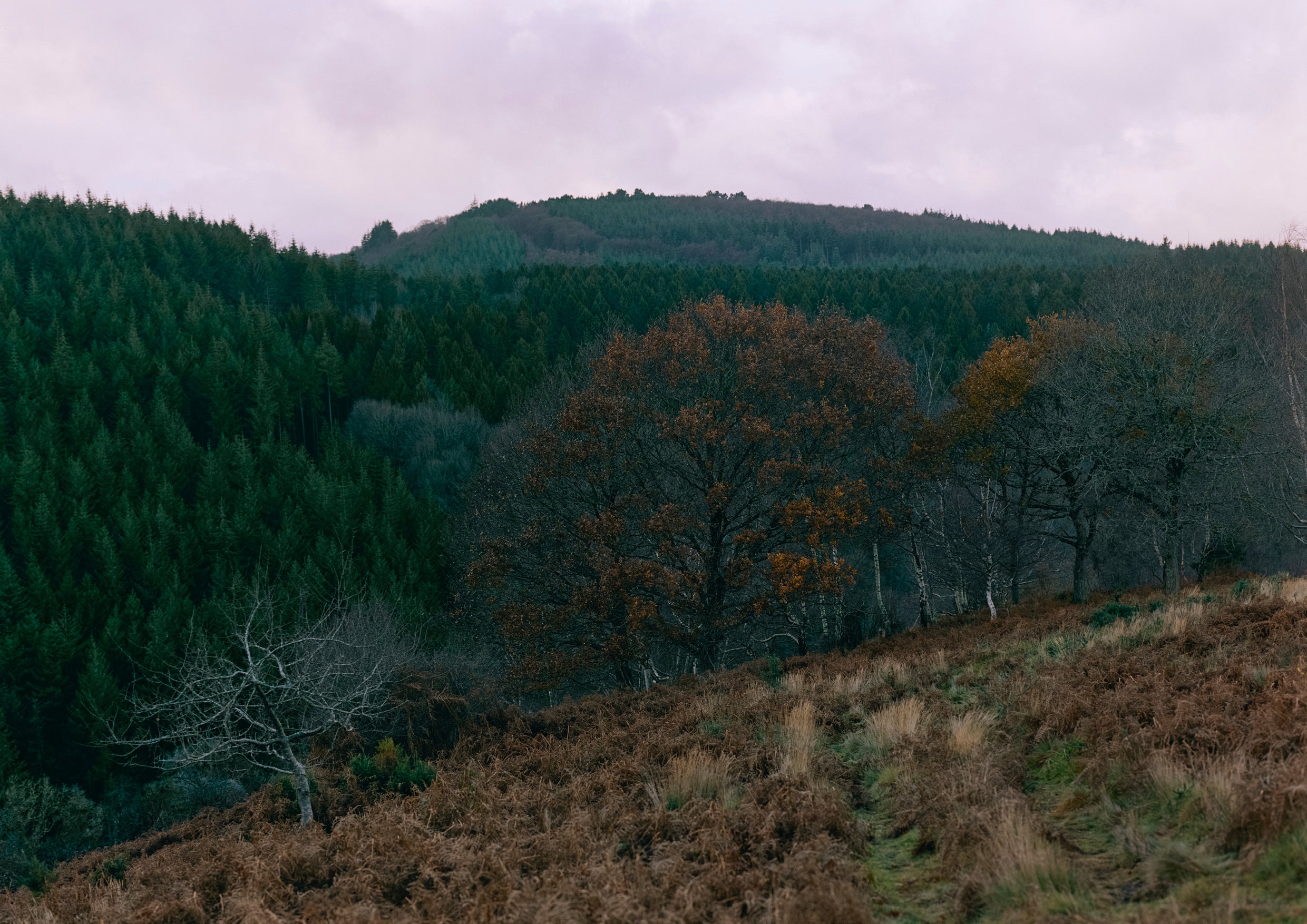 A landscape of Dartmoor, Devon