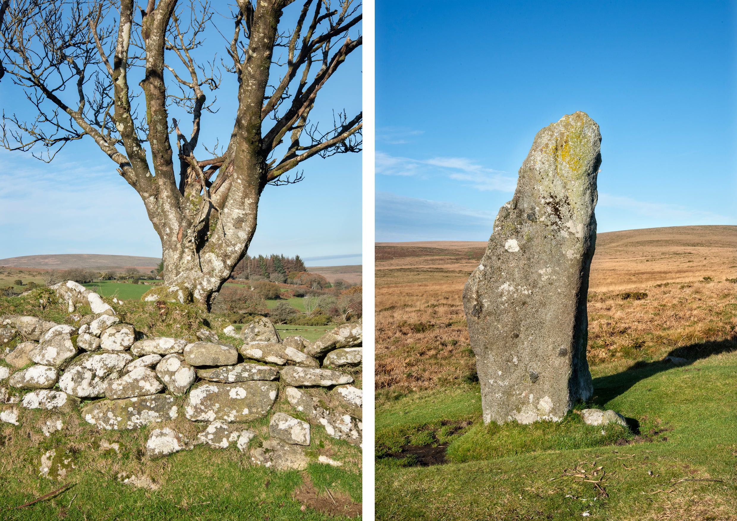 A craggy tree, stone wall and monolith in the countryside