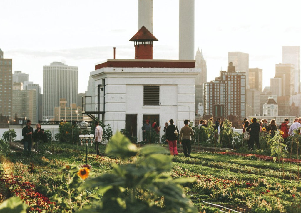 Brooklyn Grange