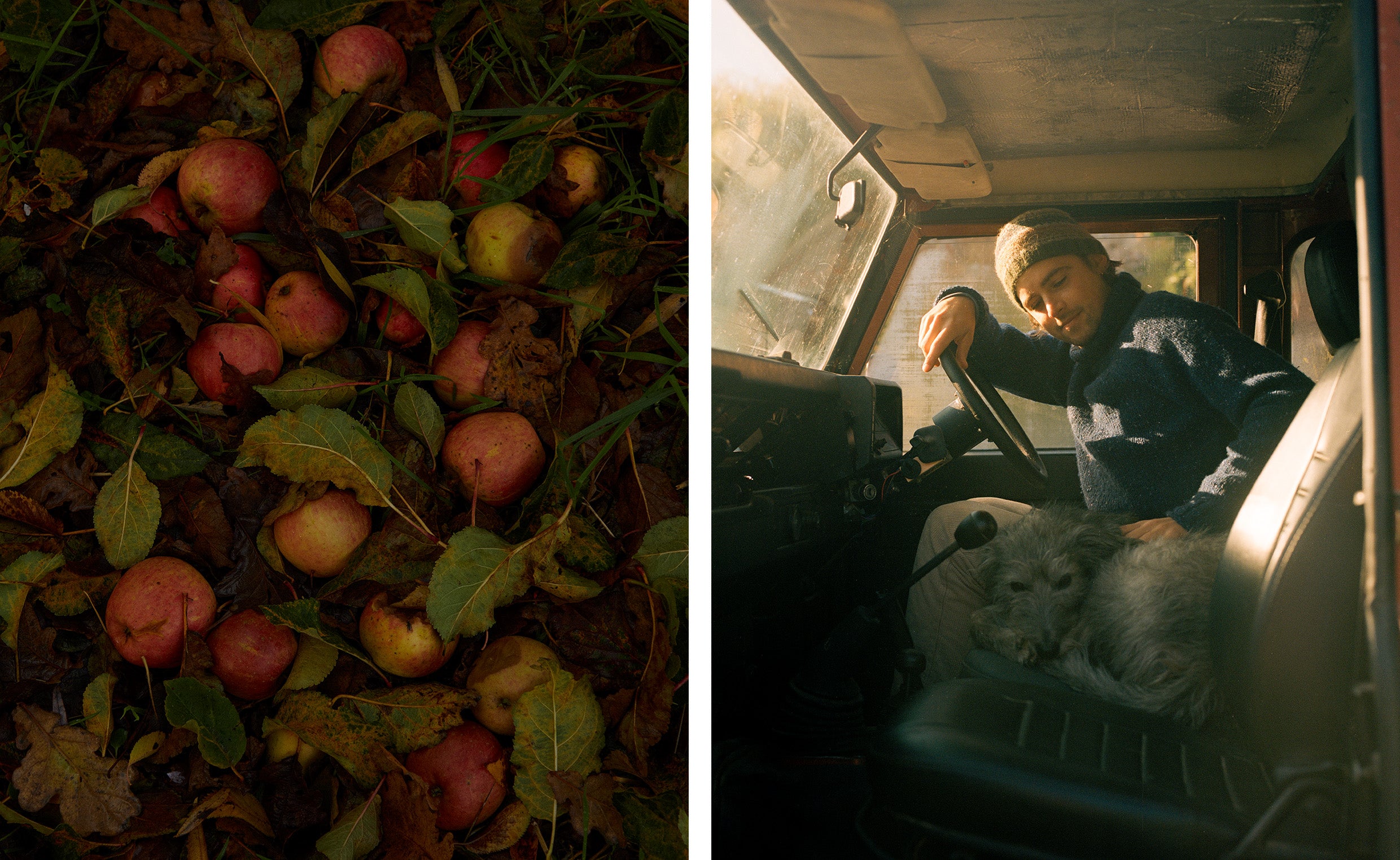 Apples on the ground and a man and dog in a truck