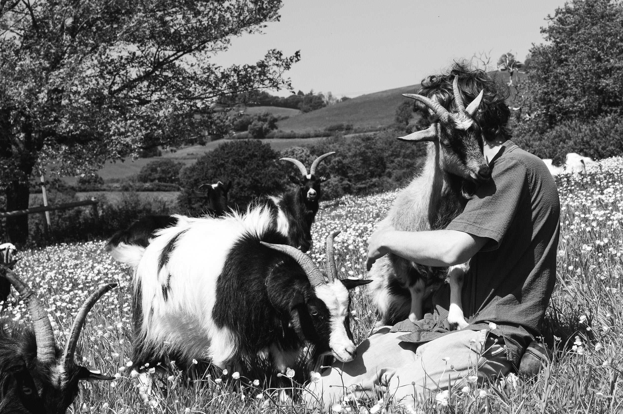 Man and goats in a field