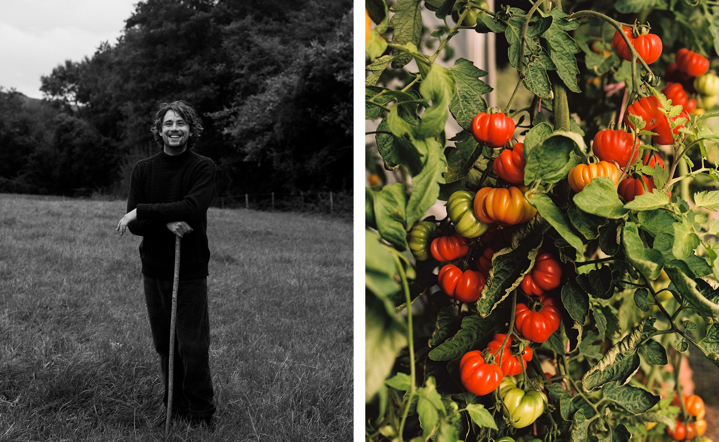 Man holding a rake in a field, and tomatoes on the vine