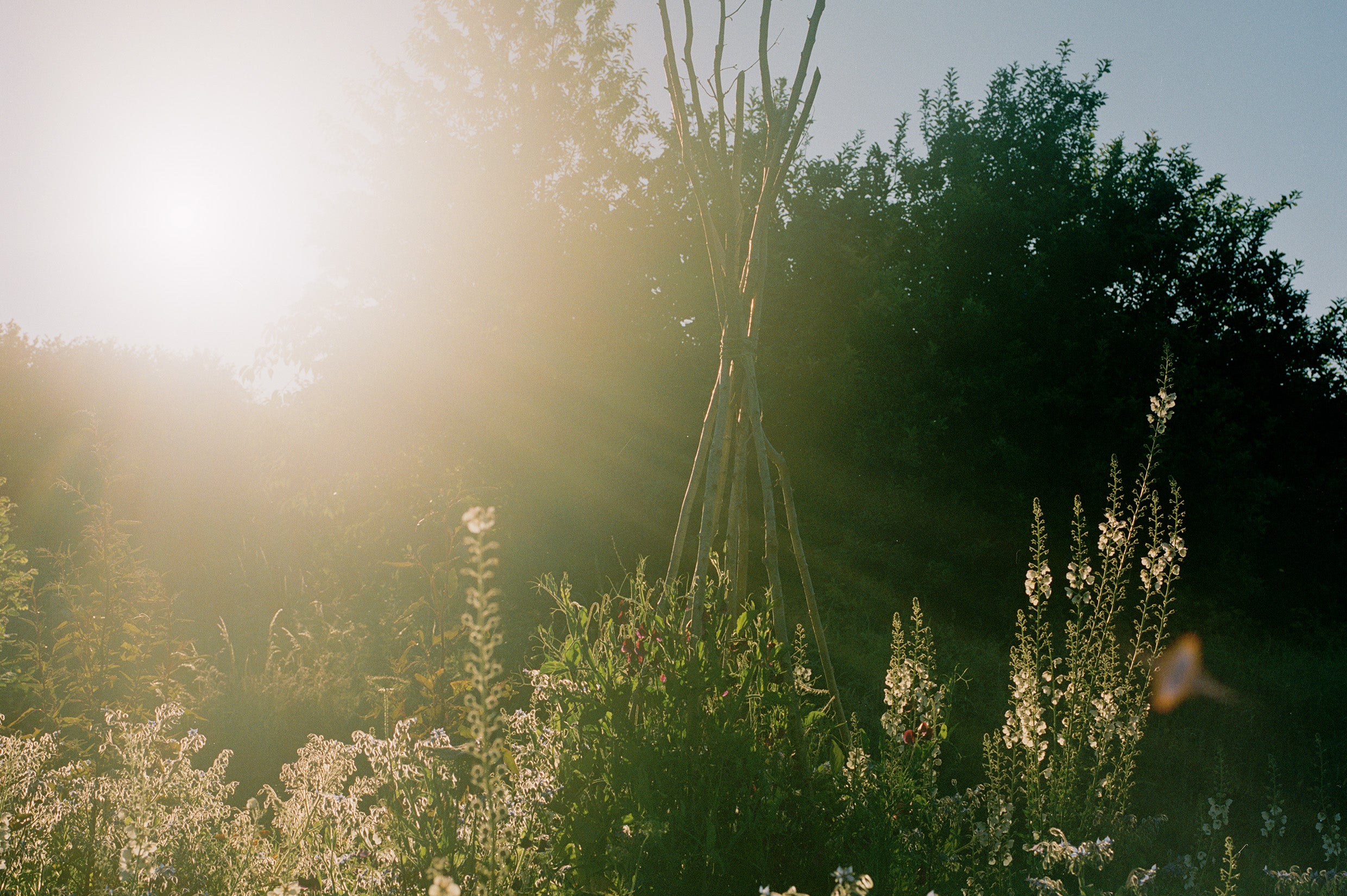 Sunlit garden